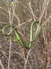 GreenSnake2.JPG