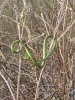GreenSnake3.JPG