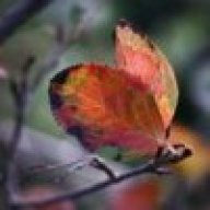 elopes66