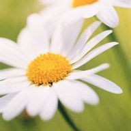 thedaisybelle