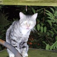 cattothepines