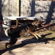 jerseywolf
