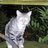 cattothepines